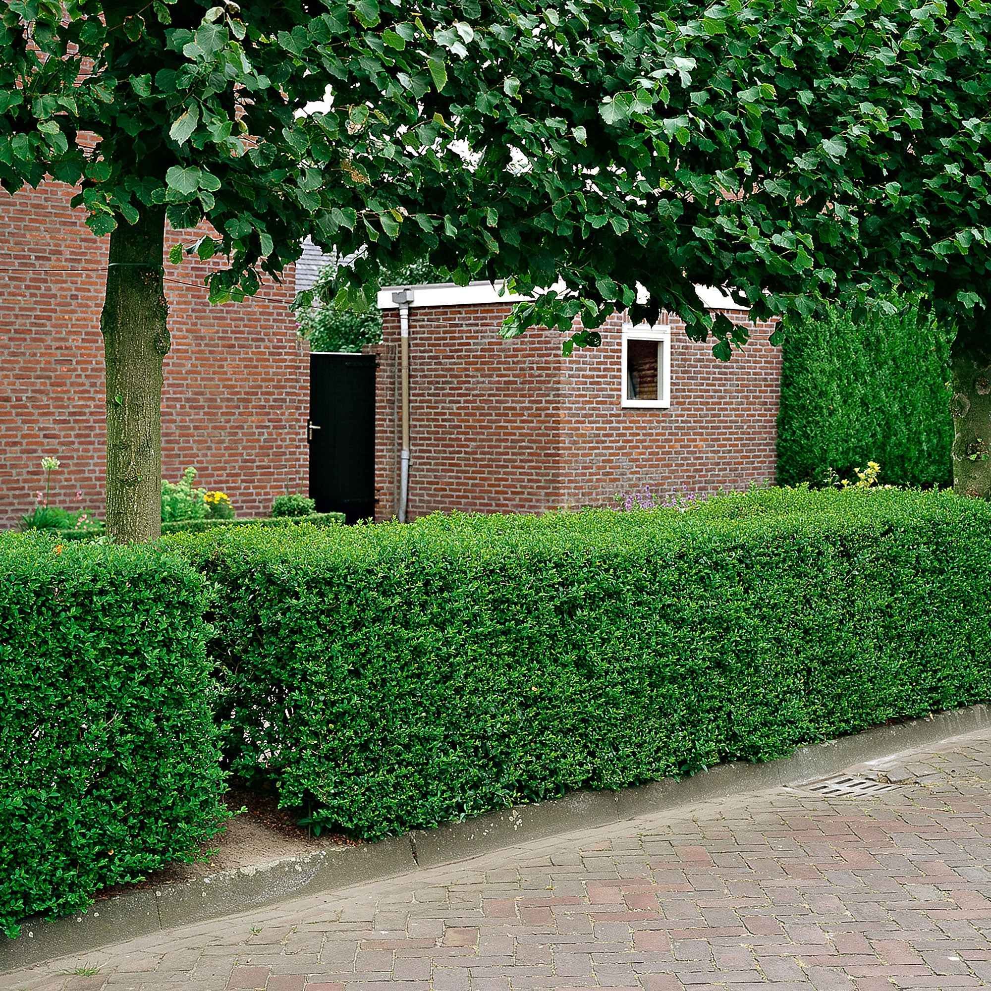 Haie de Troenes verts - Ligustrum ovalifolium - Plantes