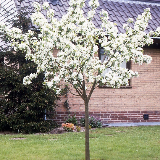 Poirier William's - Bon Chrétien - Pyrus communis william's ('bon chrétien')