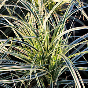 Laîche d'Oshima Everest - Carex Everest - Carex oshimensis fiwhite everest ( evercolor® seri - Plantes