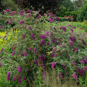 Arbre à papillons Empire Blue - Buddleja davidii empire blue - Plantes