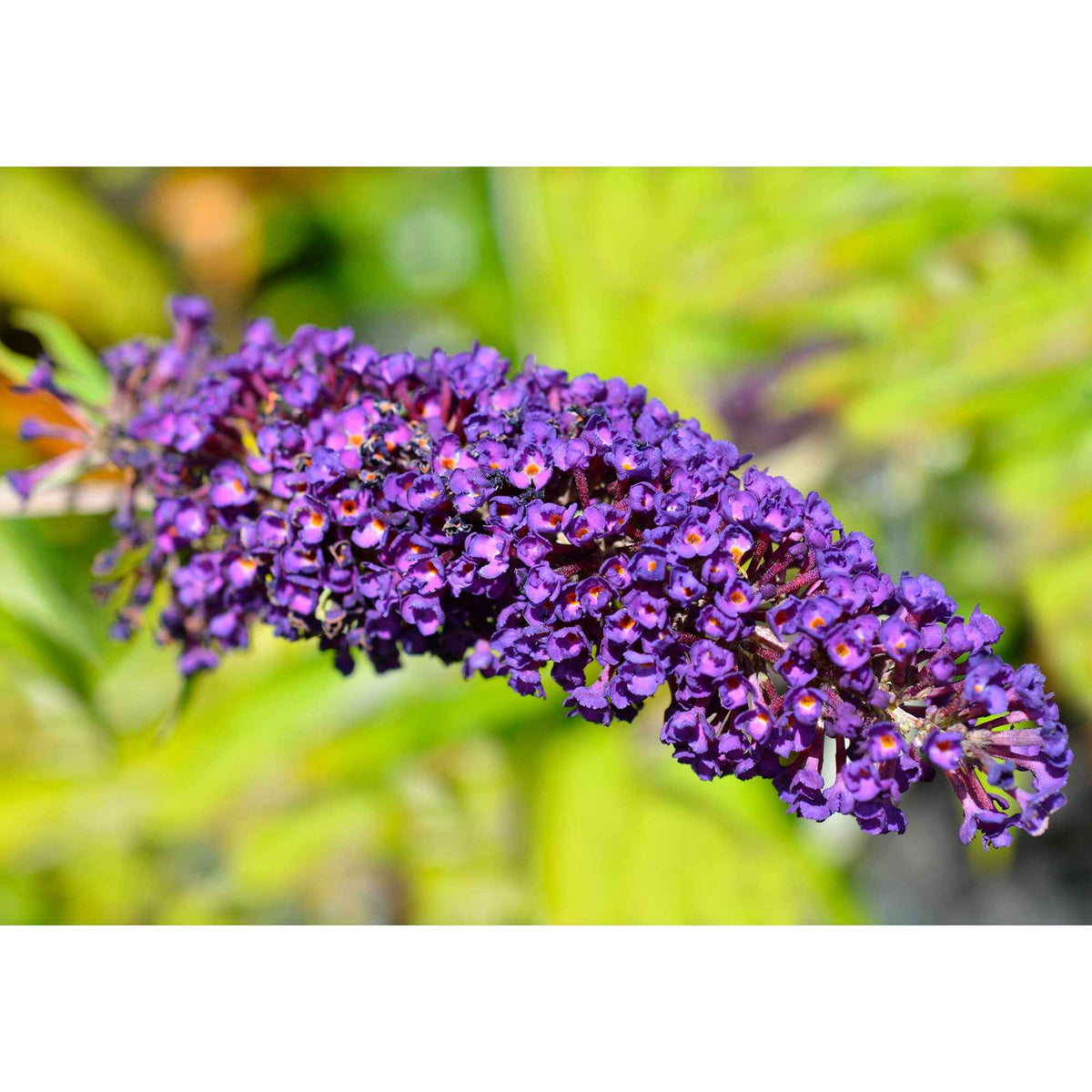 Arbre à papillons Empire Blue - Buddleja davidii Empire Blue - Willemse