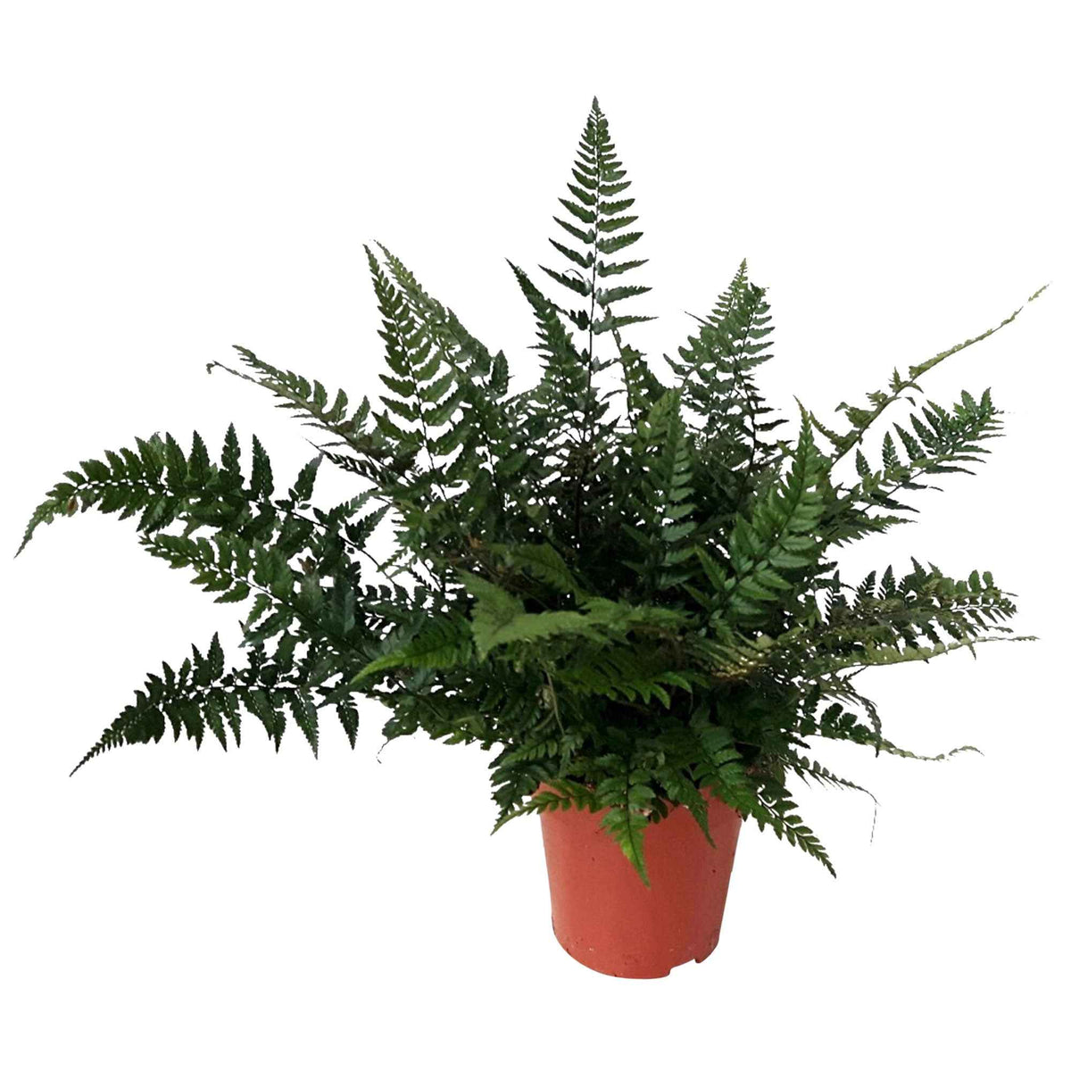 Aspidie de Corée - Fougère - Polystichum tsussimense - Willemse