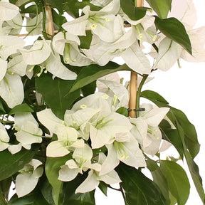 Bougainvillier Blanc - Bougainvillea white - Plantes