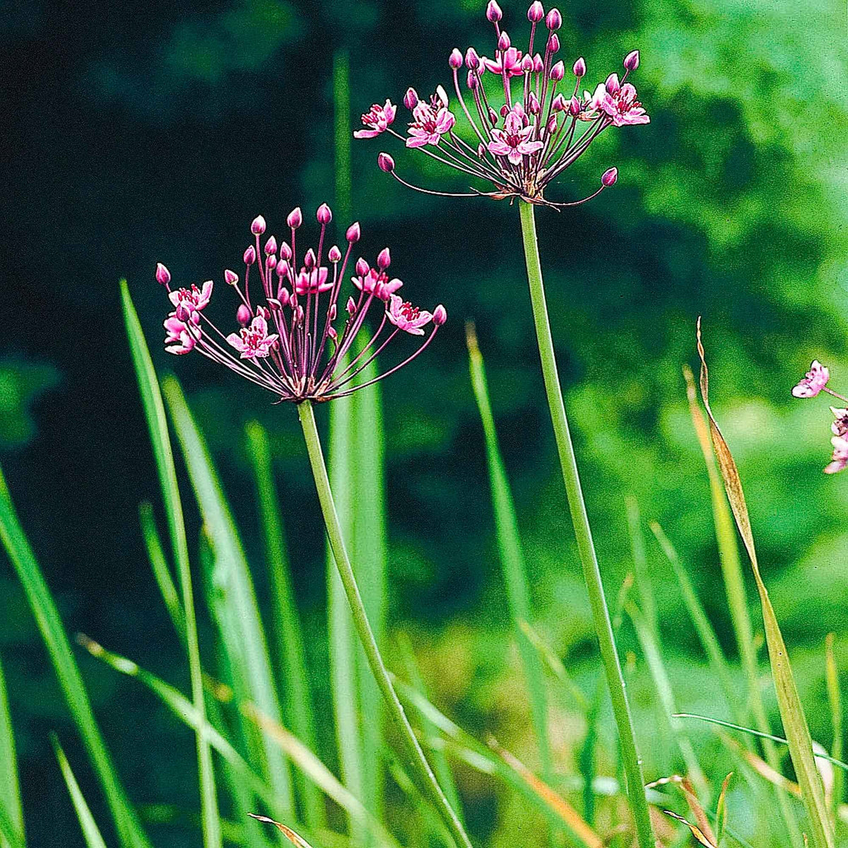 Jonc fleuri Butome en ombelle - Butomus umbellatus - Willemse