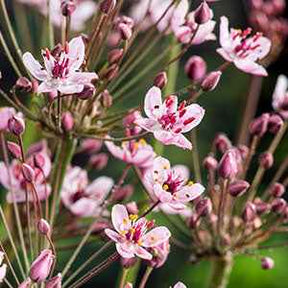 Jonc fleuri Butome en ombelle - Butomus umbellatus - Plantes aquatiques