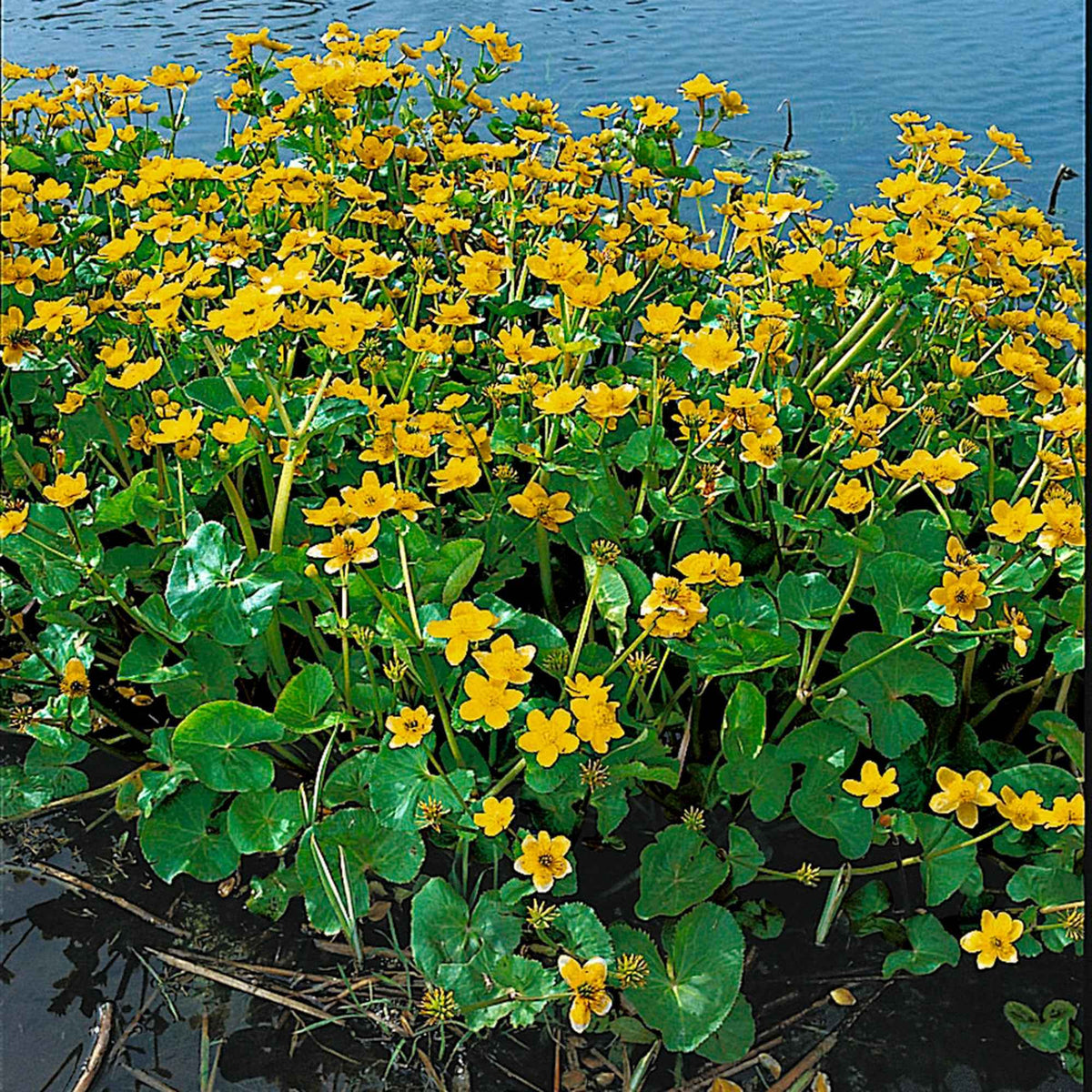 Populage des marais - Souci d'eau - Caltha palustris - Plantes