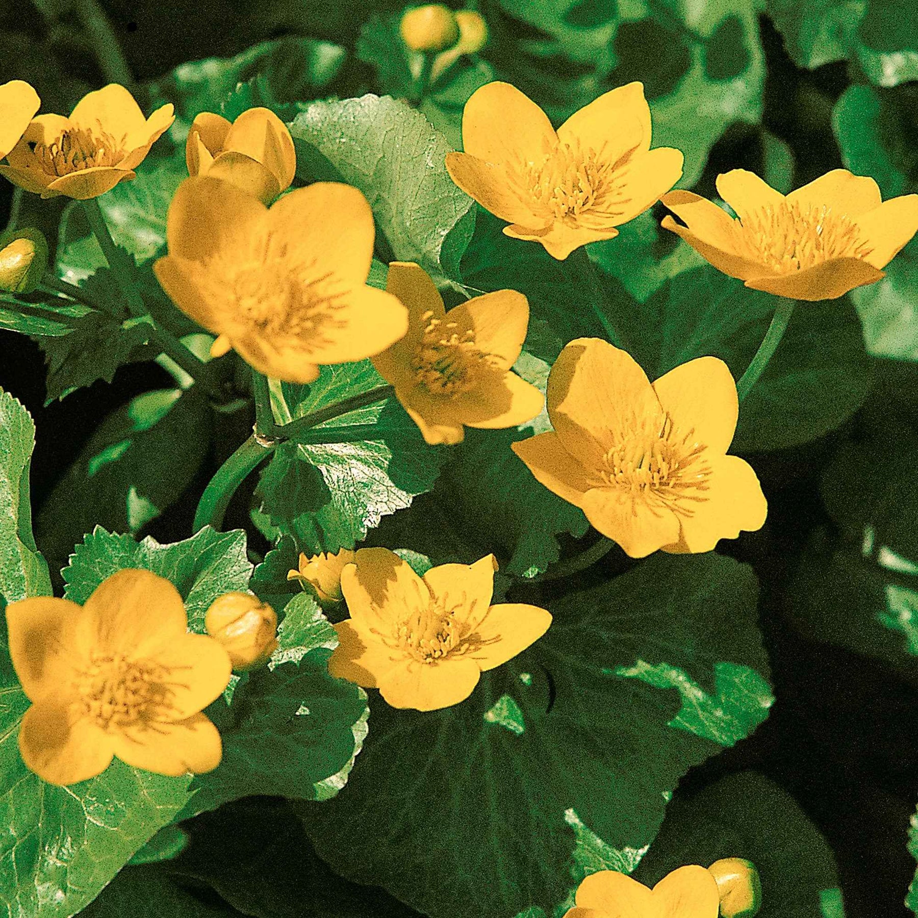 Populage des marais - Souci d'eau - Caltha palustris - Plantes aquatiques