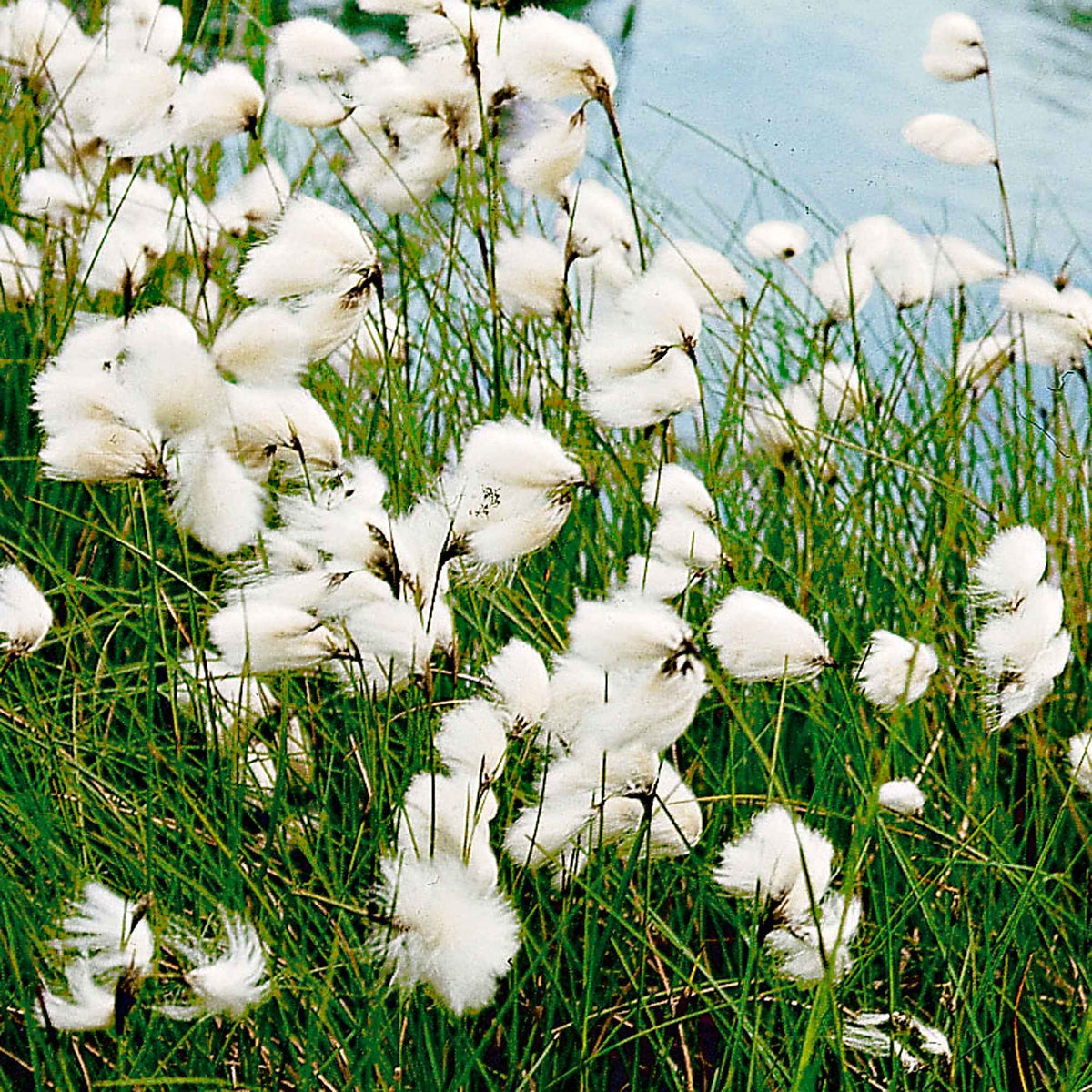 Linaigrette à feuilles étroites - Eriophorum angustifolium - Willemse