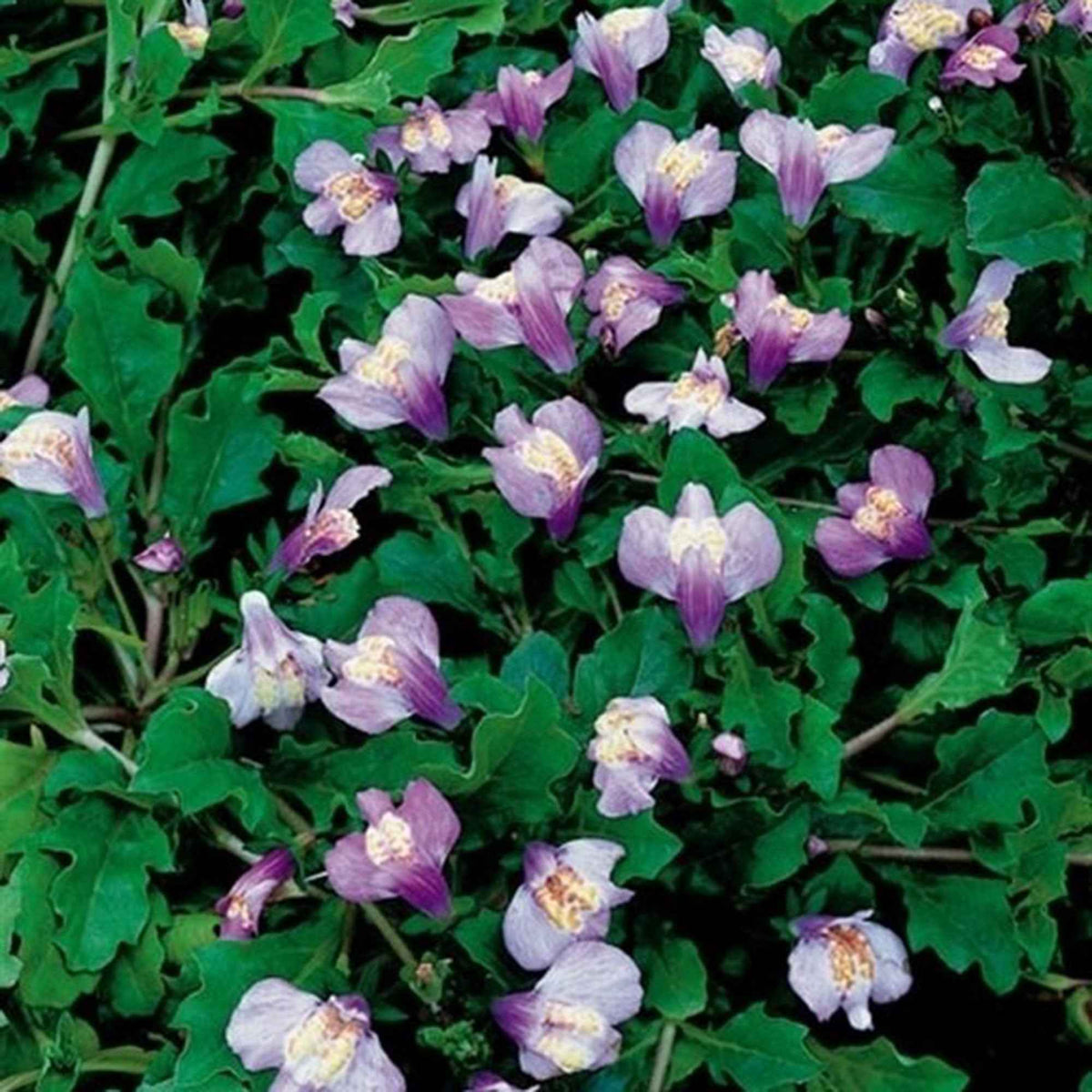 Mazus rampant - Mazus reptans - Willemse