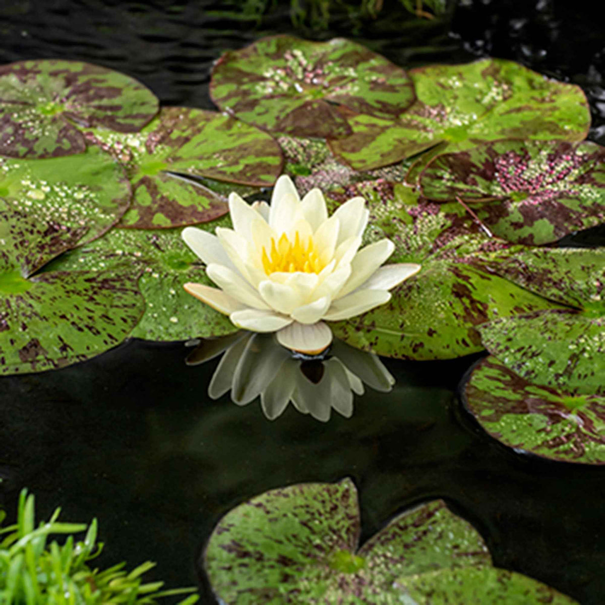 Nénuphar Marliacea Chromatella - Nymphaea marliacea chromatella - Willemse