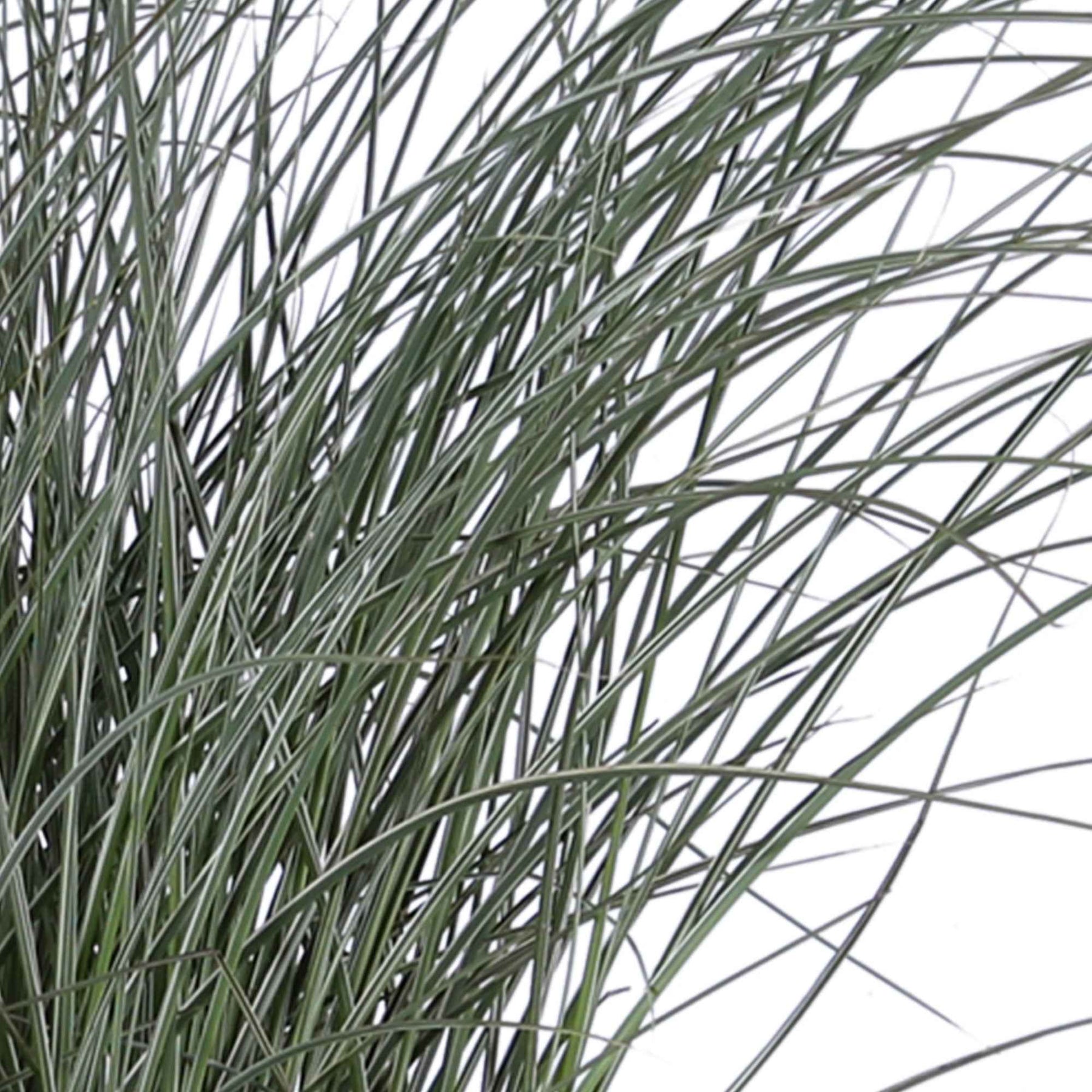 Eulalie Morning Light - Miscanthus sinensis morning light - Plantes