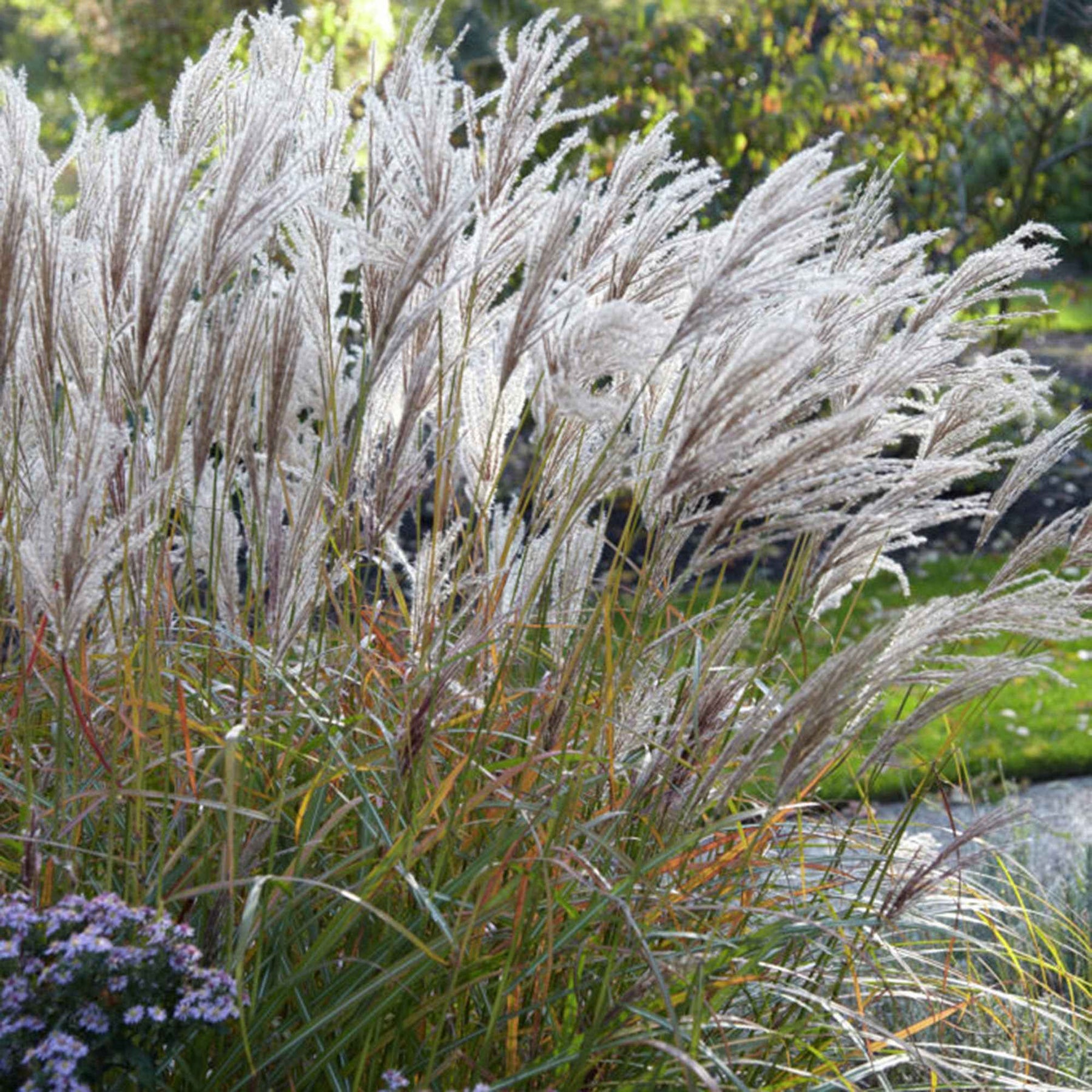 Eulalie Ferner Osten Roseau de Chine - Miscanthus sinensis ferner osten - Plantes