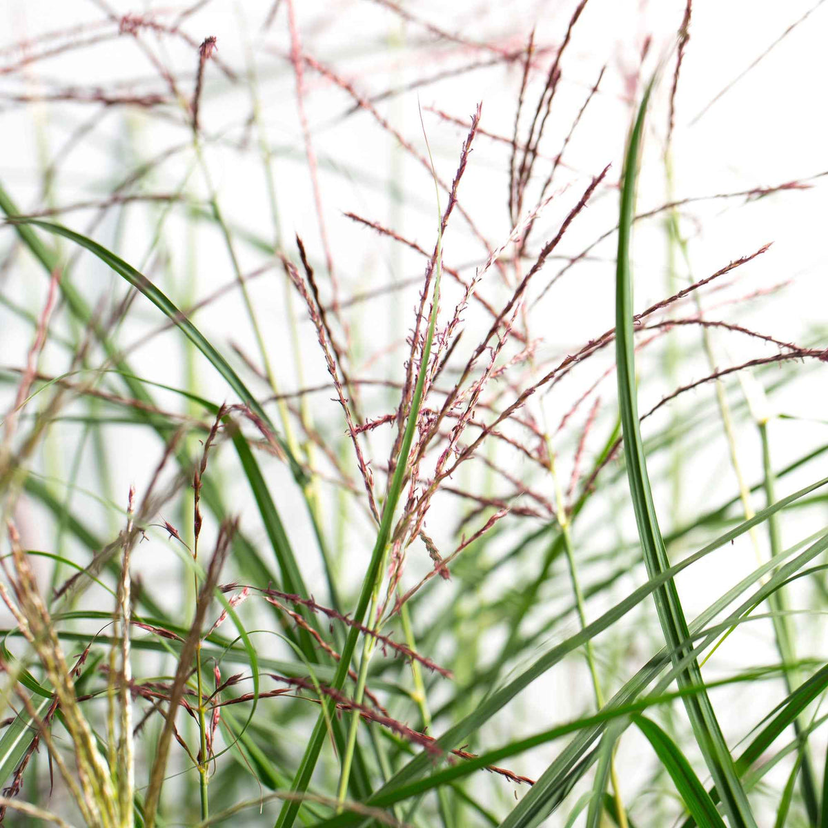 Eulalie Ferner Osten Roseau de Chine - Miscanthus sinensis ferner osten - Plantes vivaces