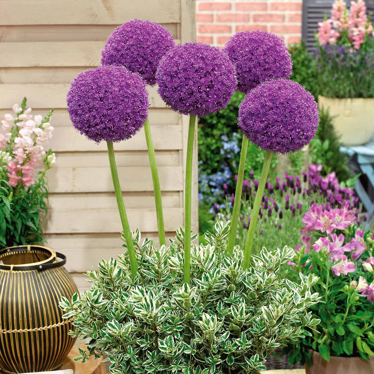 3 Alliums d'ornement Globemaster - Allium globemaster - Allium