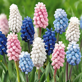 25 Muscaris en mélange - Muscari - Muscari