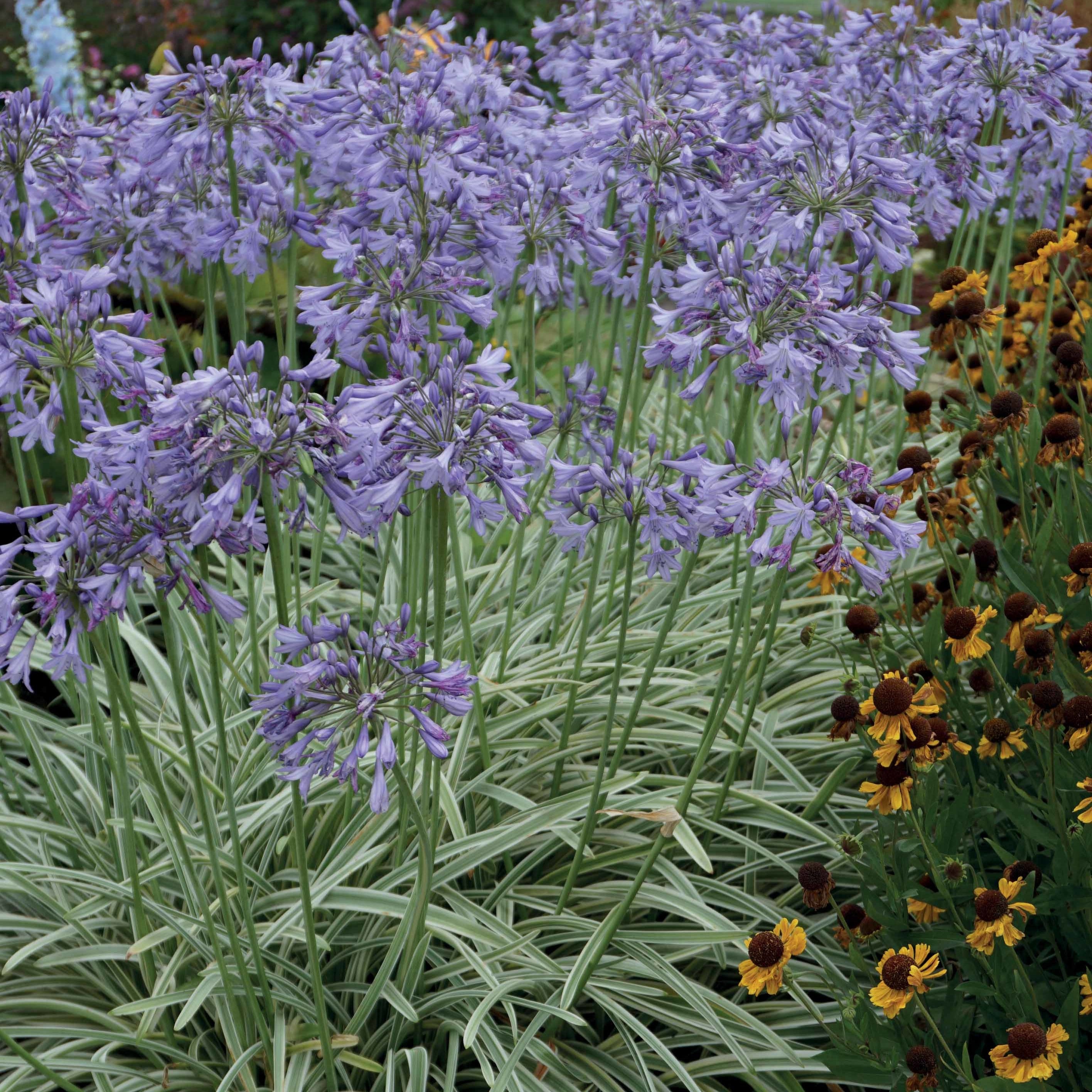 Agapanthe Silver Moon - Agapanthus silver moon - Agapanthes