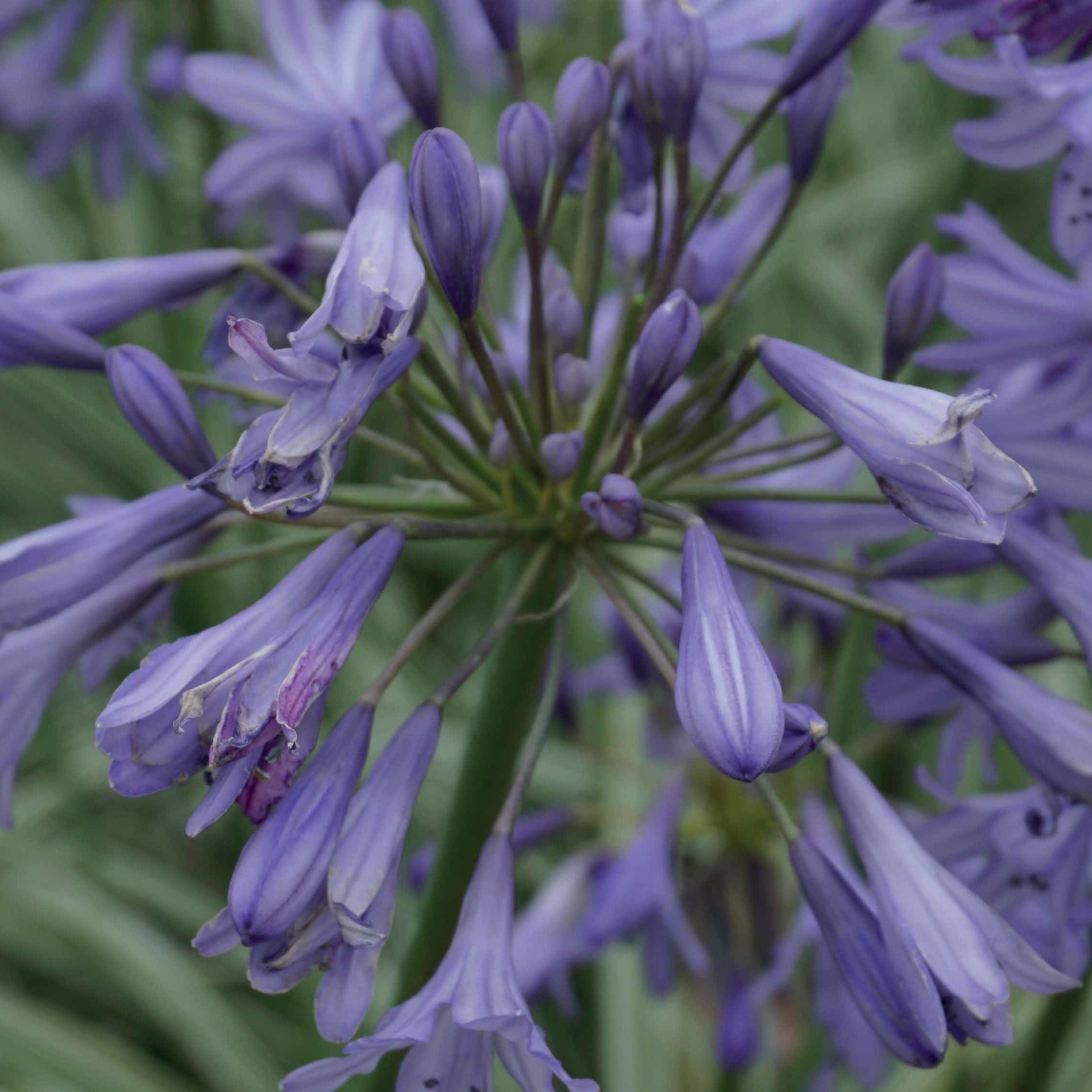 Agapanthe Silver Moon - Agapanthus silver moon