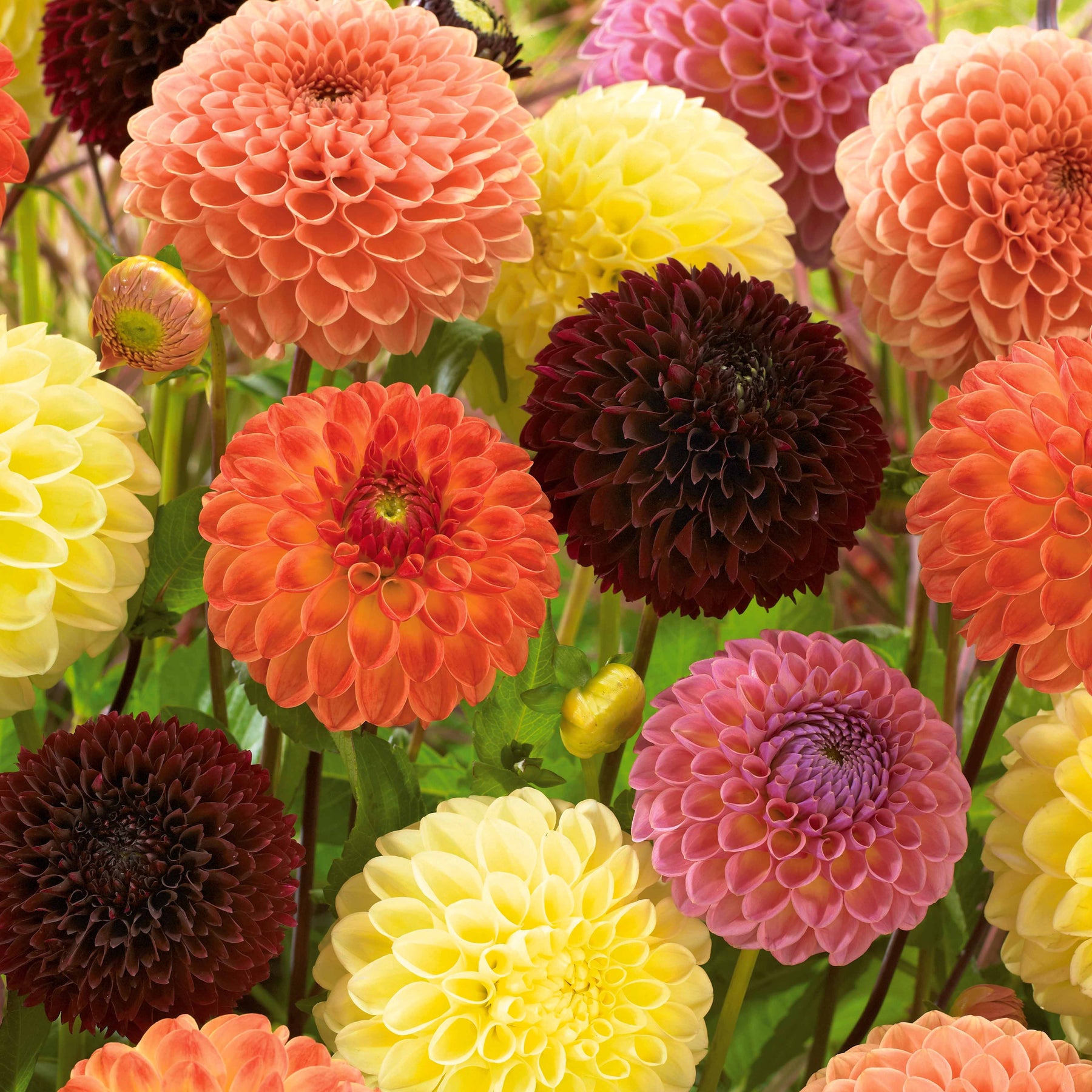 5 Dahlias Pompon Ball en mélange - Dahlia ball - Plantes