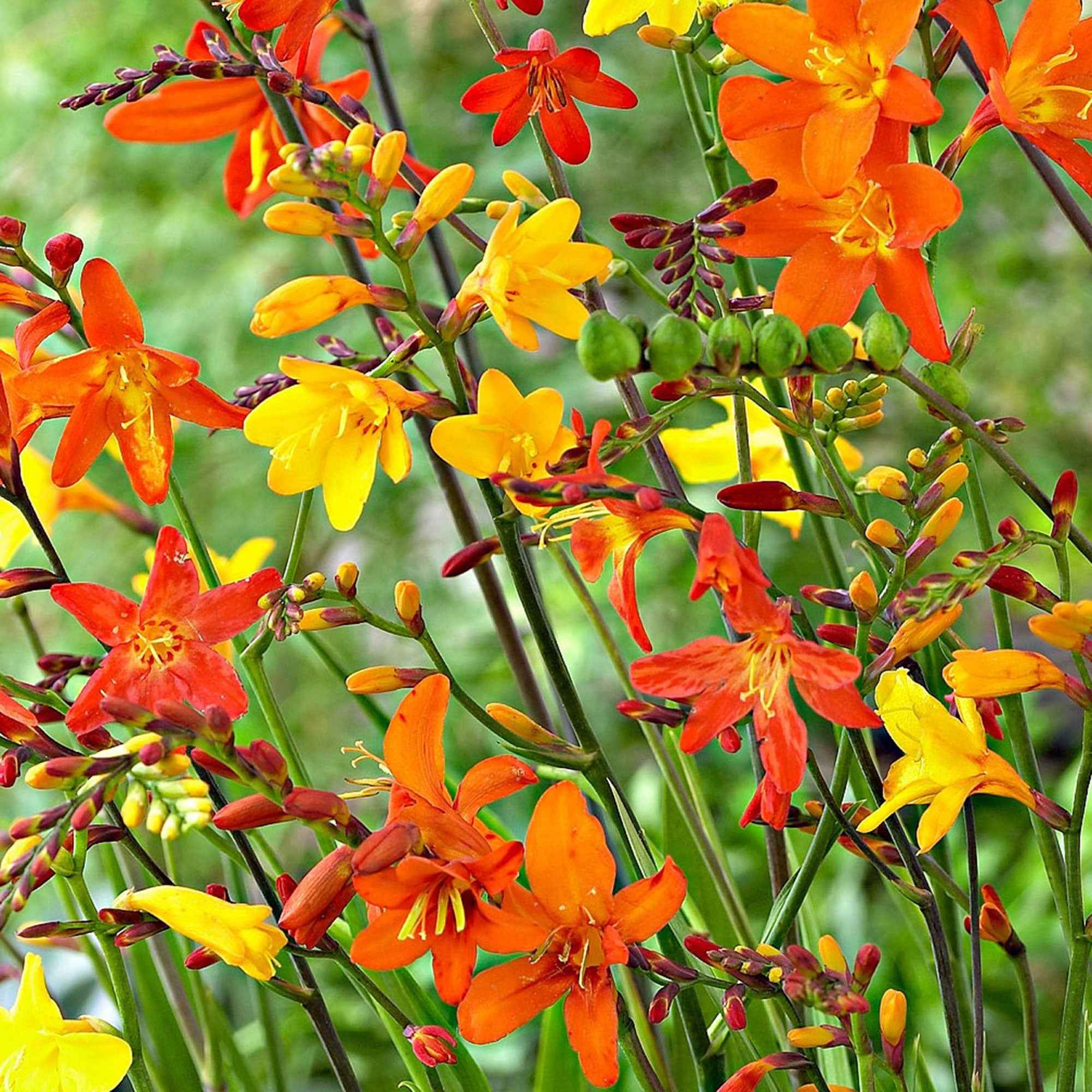 30 Crocosmias en mélange - Crocosmia