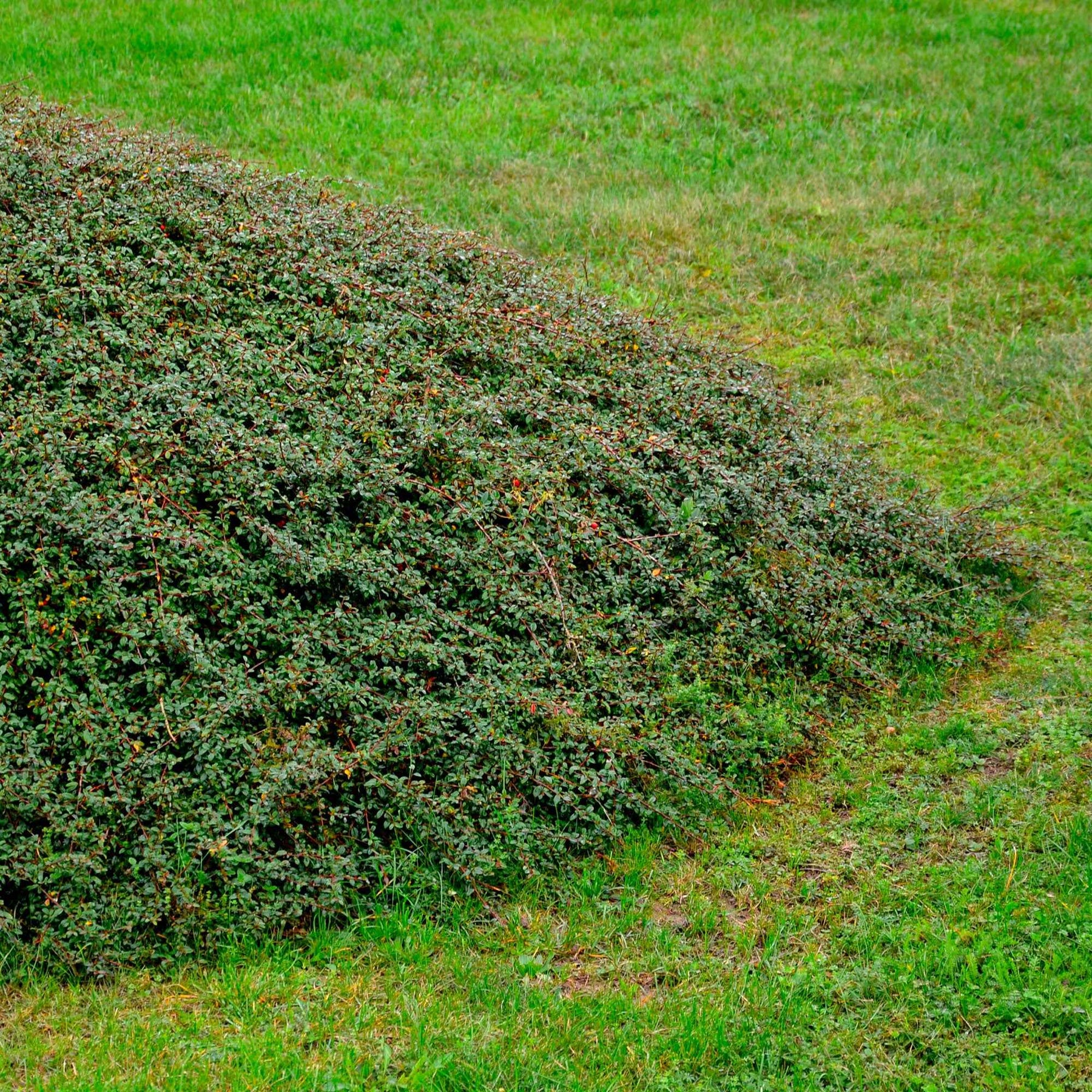 Cotoneaster suecicus Coral Beauty - Cotoneaster suecicus coral beauty - Plantes