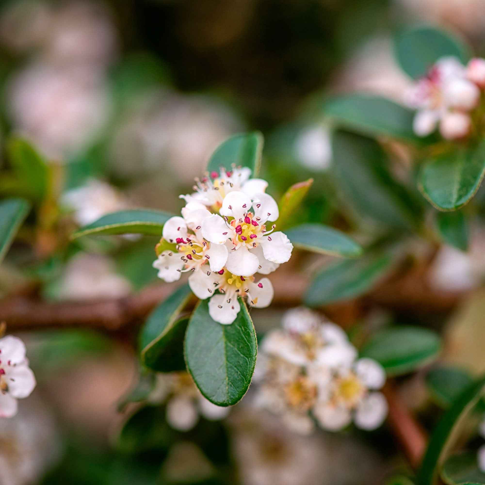 Cotoneaster suecicus Coral Beauty - Cotoneaster suecicus coral beauty - Cotonéaster