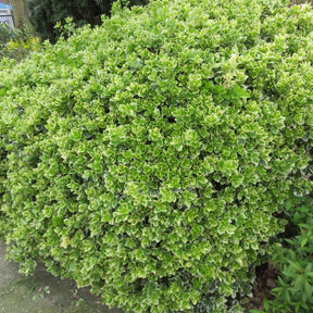 Fusain persistant Emerald Gaiety - Euonymus fortunei emerald gaiety - Plantes