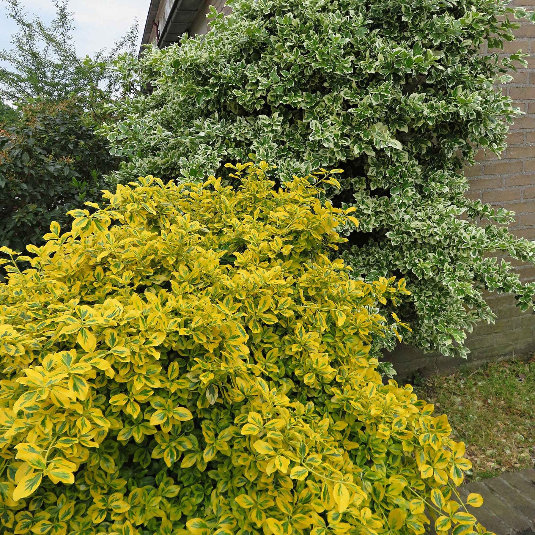 3 Fusains Emerald and Gold - Euonymus fortunei 'emerald and gold' - Plantes