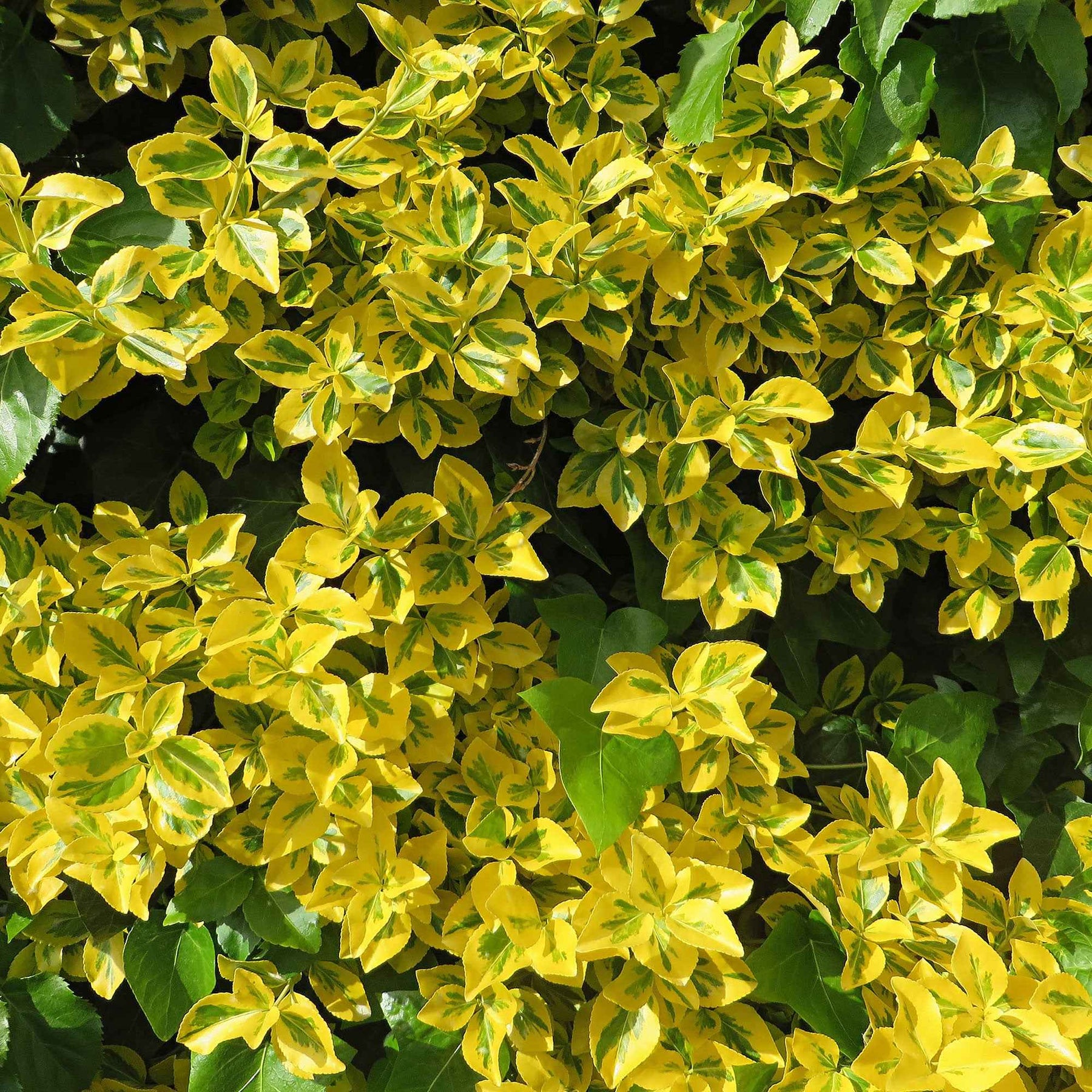 3 Fusains Emerald and Gold - Euonymus fortunei 'emerald and gold' - Arbustes