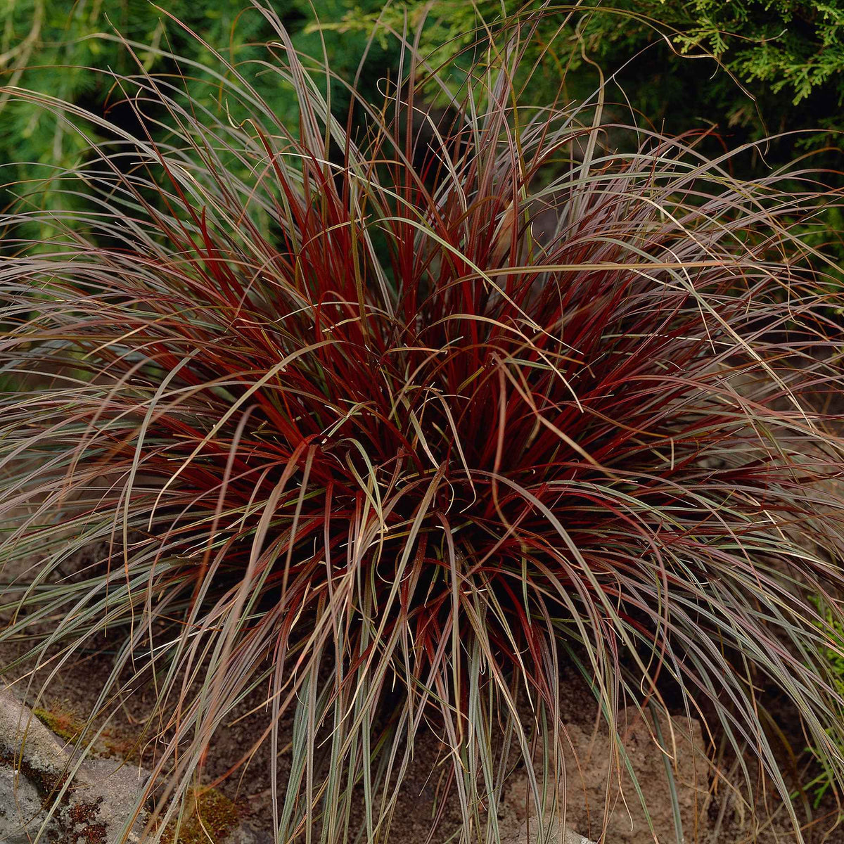 Herbe rouge - Uncinia rubra - Plantes