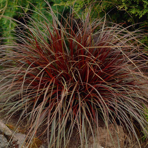 Herbe rouge - Uncinia rubra - Plantes