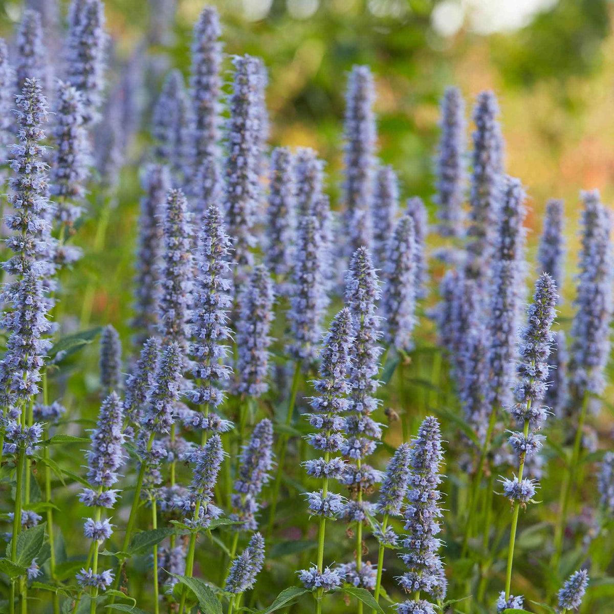 Agastache Blue Fortune - Agastache blue fortune - Willemse