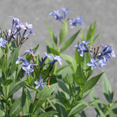 Amsonie Blue Ice - Amsonia blue ice - Plantes