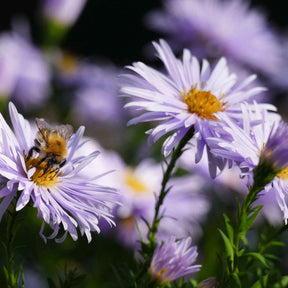 3 Astères nains d'Automne Asran - Aster ageratoides asran - Plantes