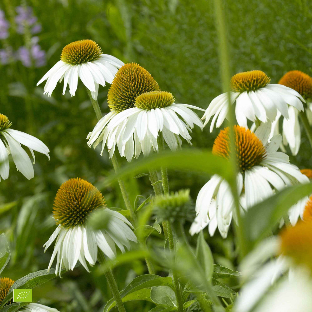 Rudbeckia pourpre Alba - Echinacea - Willemse