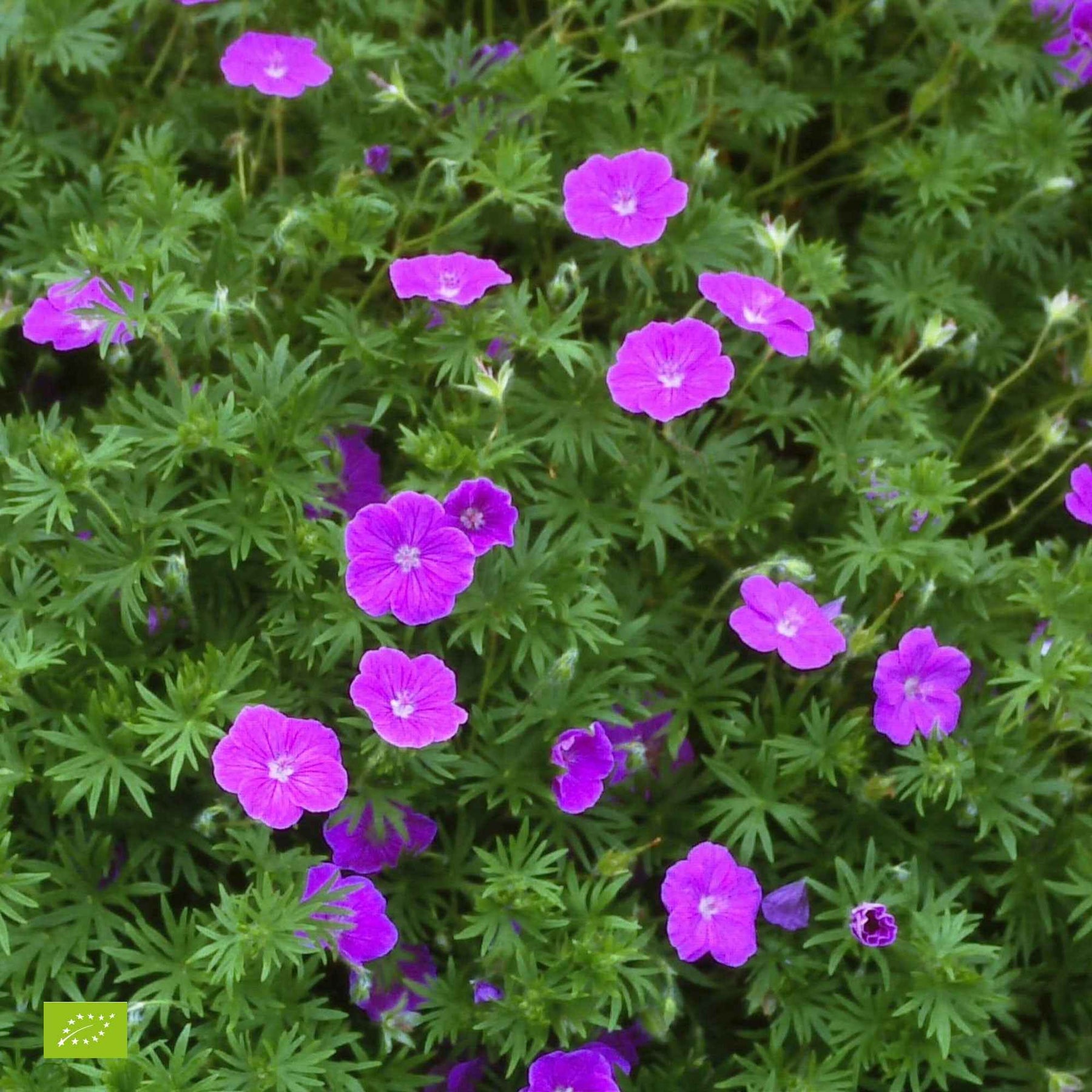 9 Géraniums vivaces en mélange - Geranium oxonianum katharine adèle , himalayense, - Plantes