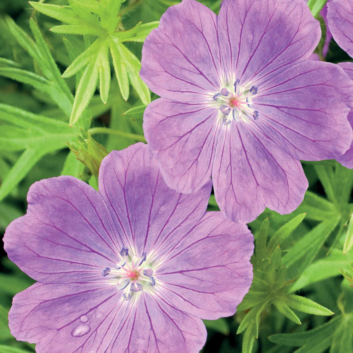 3 Géraniums vivaces sanguin rose foncé - Geranium sanguineum