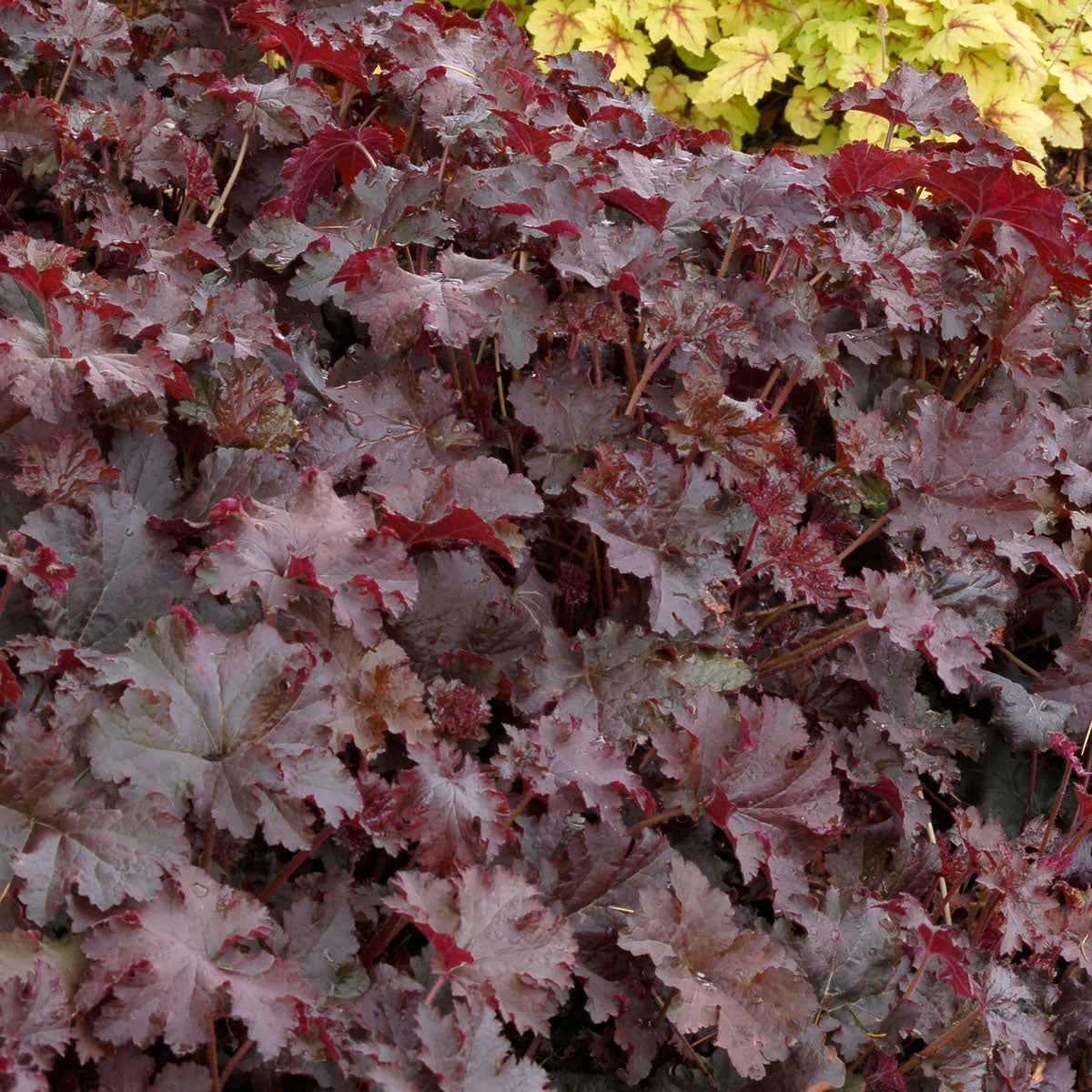 Heuchère Chocolate Ruffles - Heuchera chocolate ruffles - Plantes