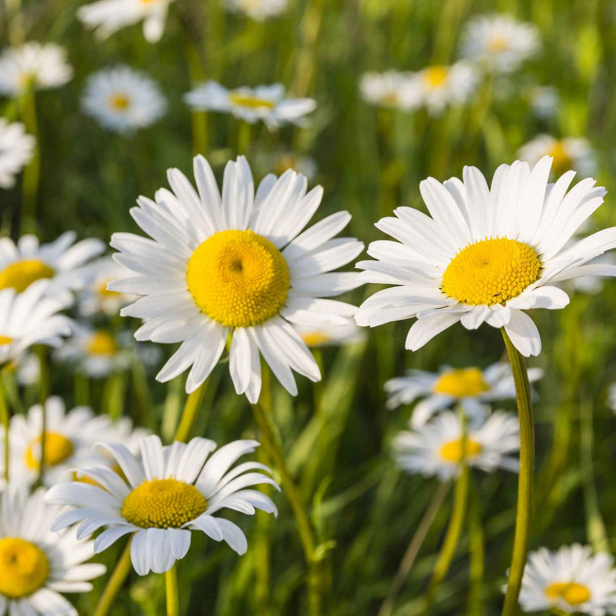 3 Marguerites Maikönigin - Leucanthemum vulgare maikönigin - Plantes