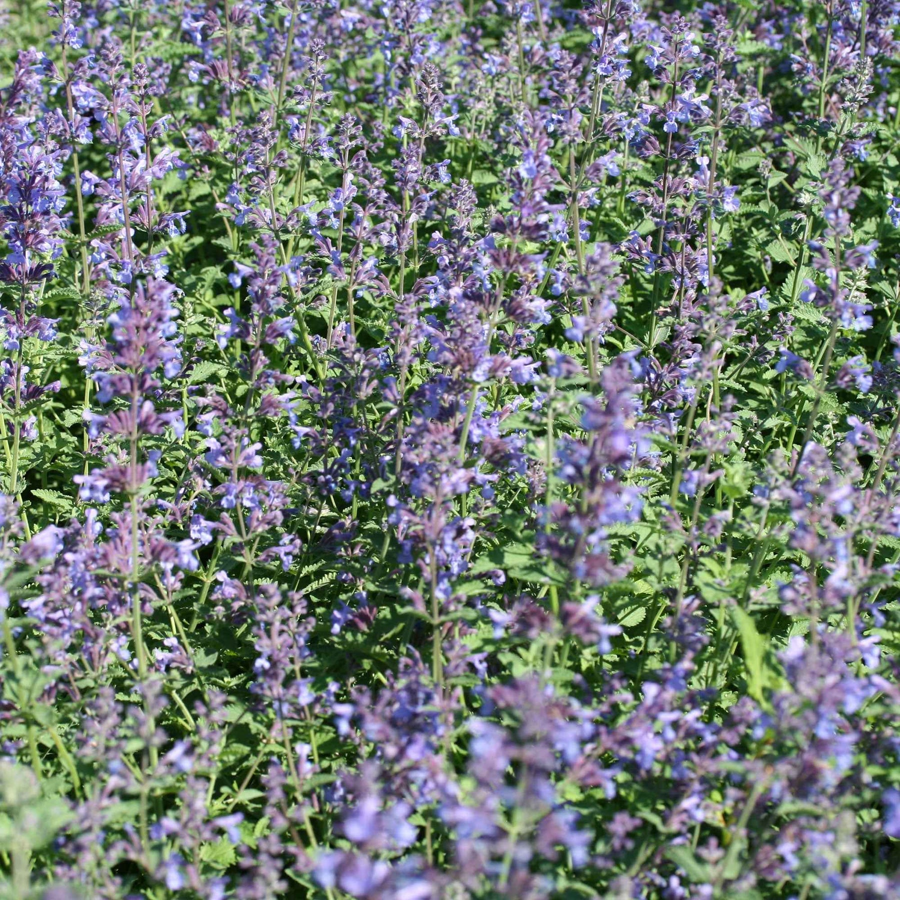 3 Nepetas Walker's Low - Nepeta walkers low - Plantes