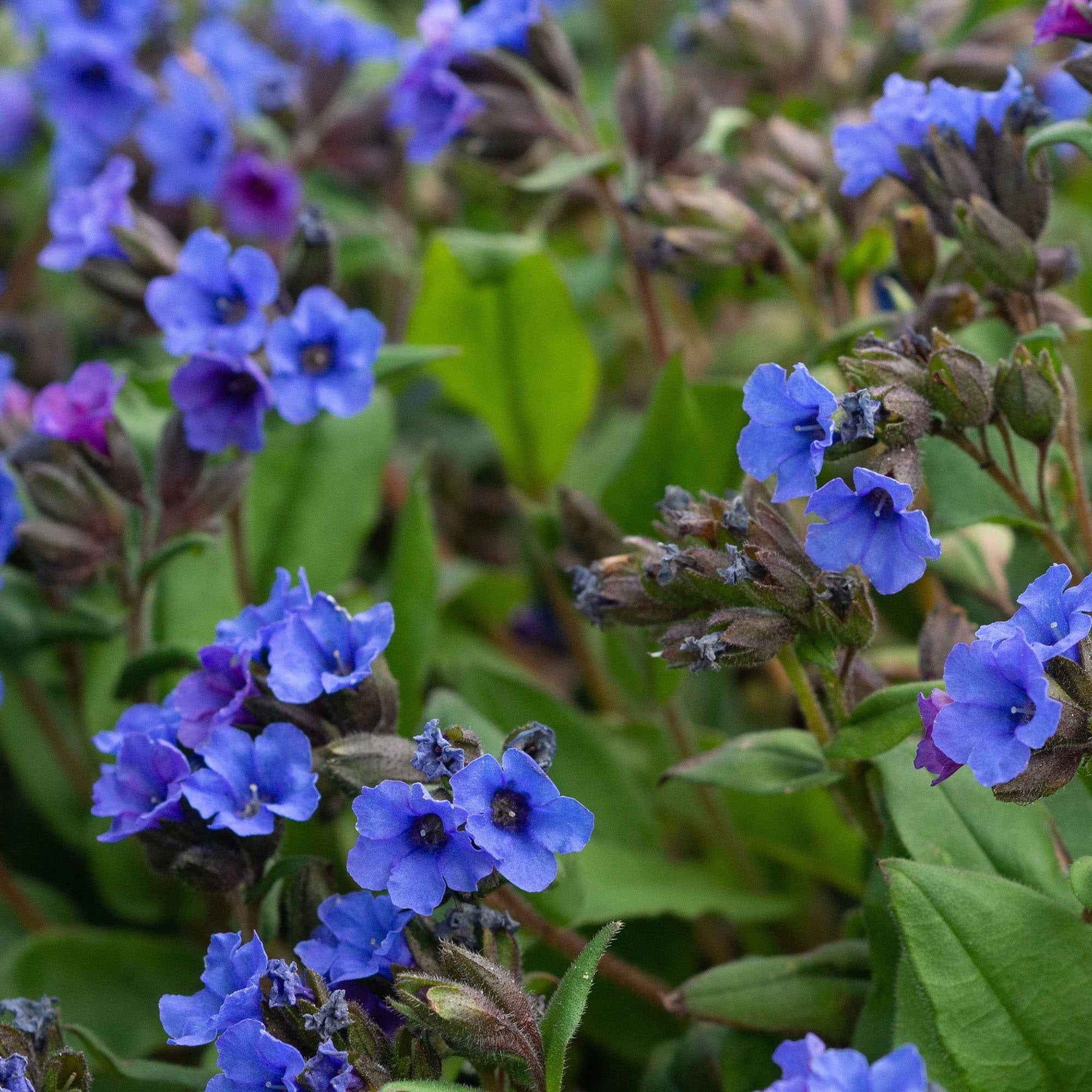 Pulmonaire Blue Ensign - Pulmonaria blue ensign - Plantes