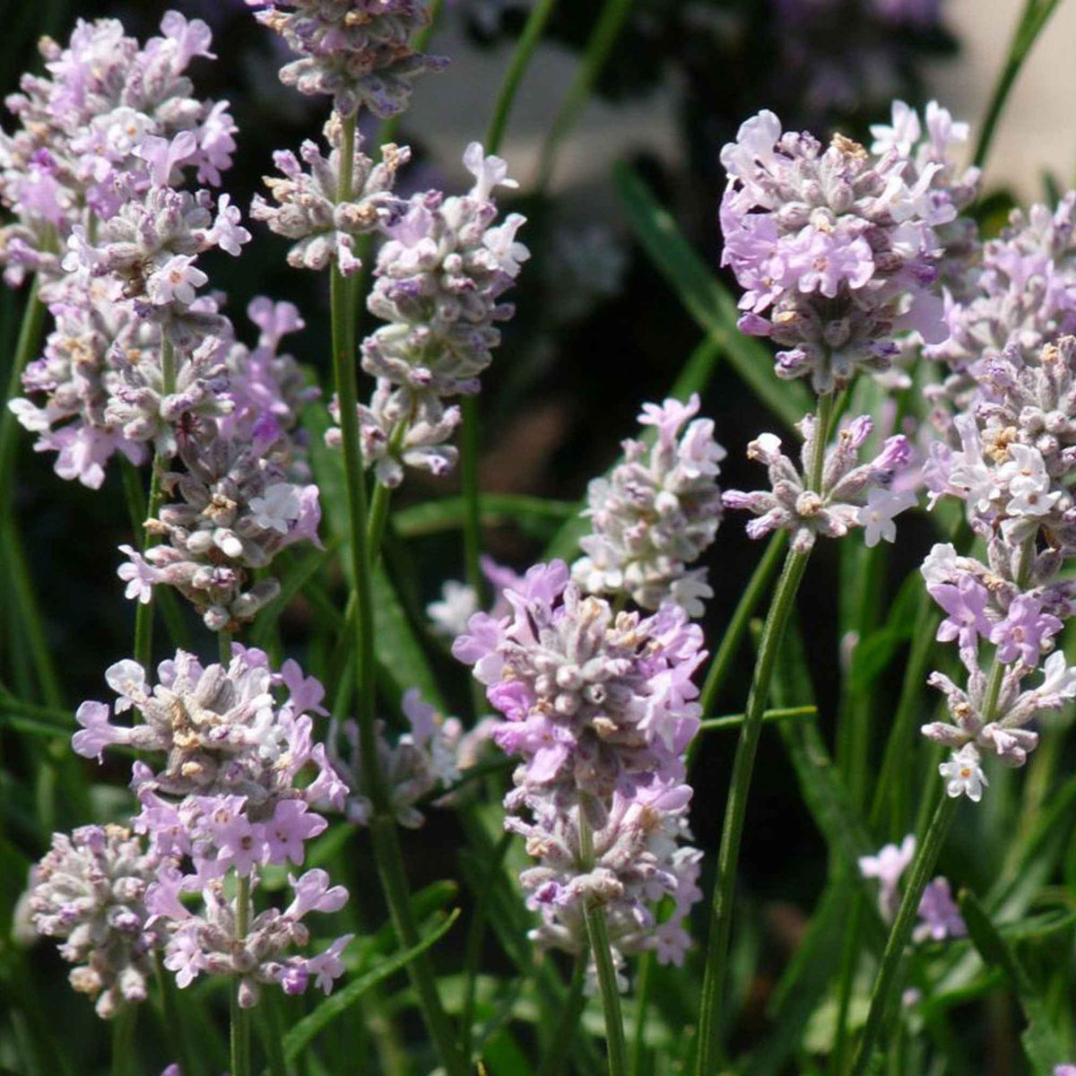 Lavande rose - Lavandula angustifolia rosea - Willemse