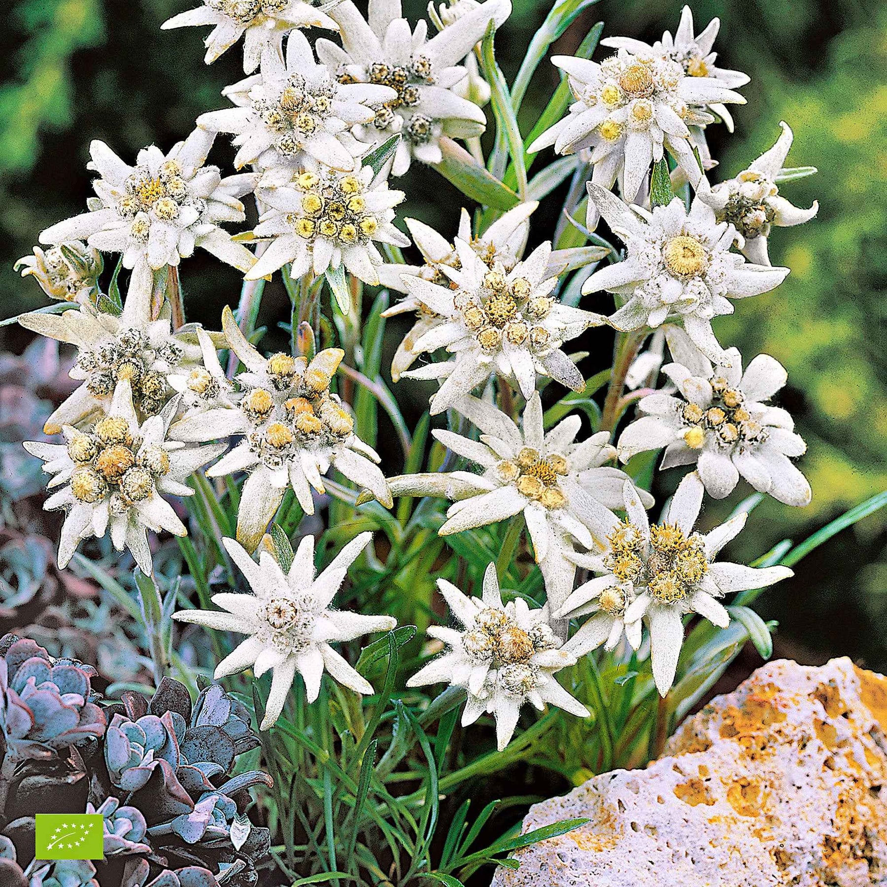 3 Edelweiss des Alpes - Leontopodium alpinum - Plantes