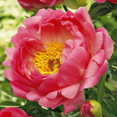 Pivoine Corail - Paeonia coral sunset - Pivoines