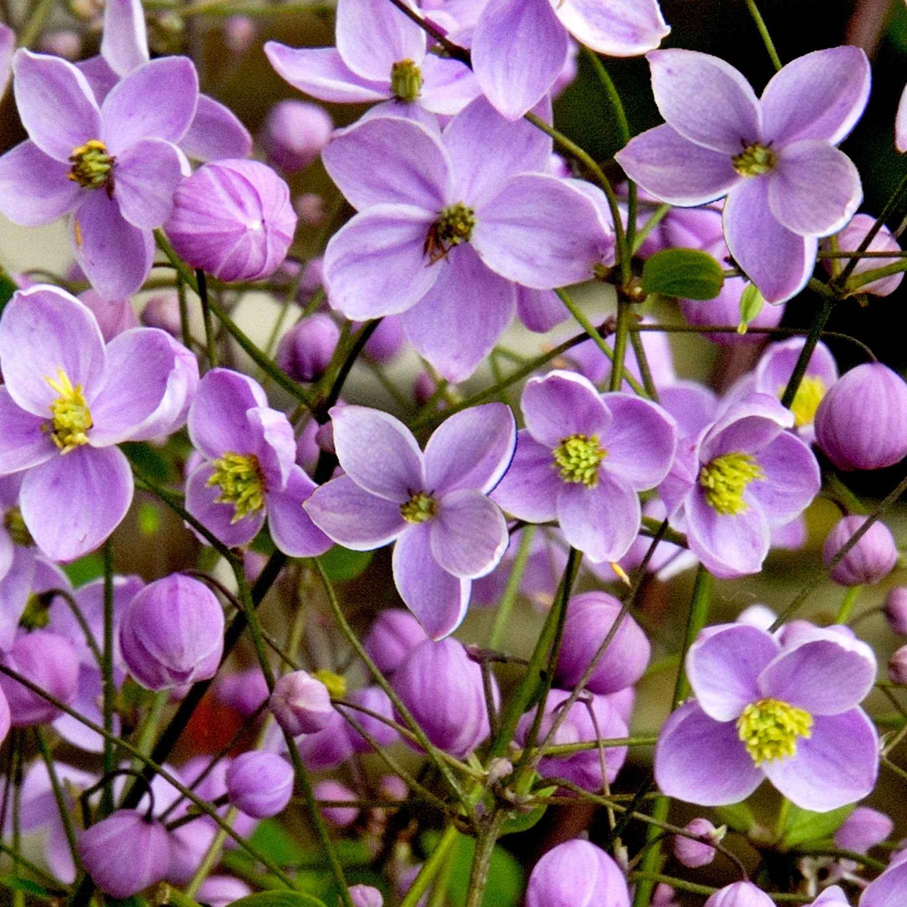 Pigamon du père Delavay - Thalictrum delavayi - Plantes