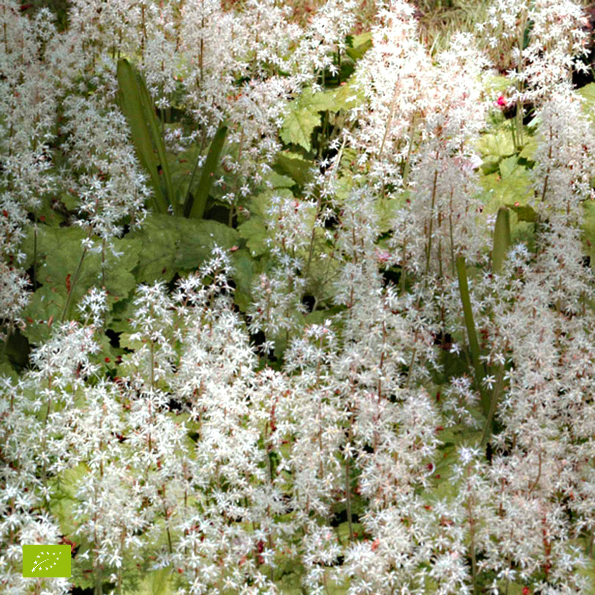 Tiarelle Pink Skyrocket - Tiarella pink skyrocket - Willemse