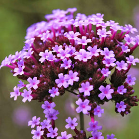 Verveine de Buenos Aires naine Lollipop - Verbena bonariensis Lollipop - Plantes vivaces