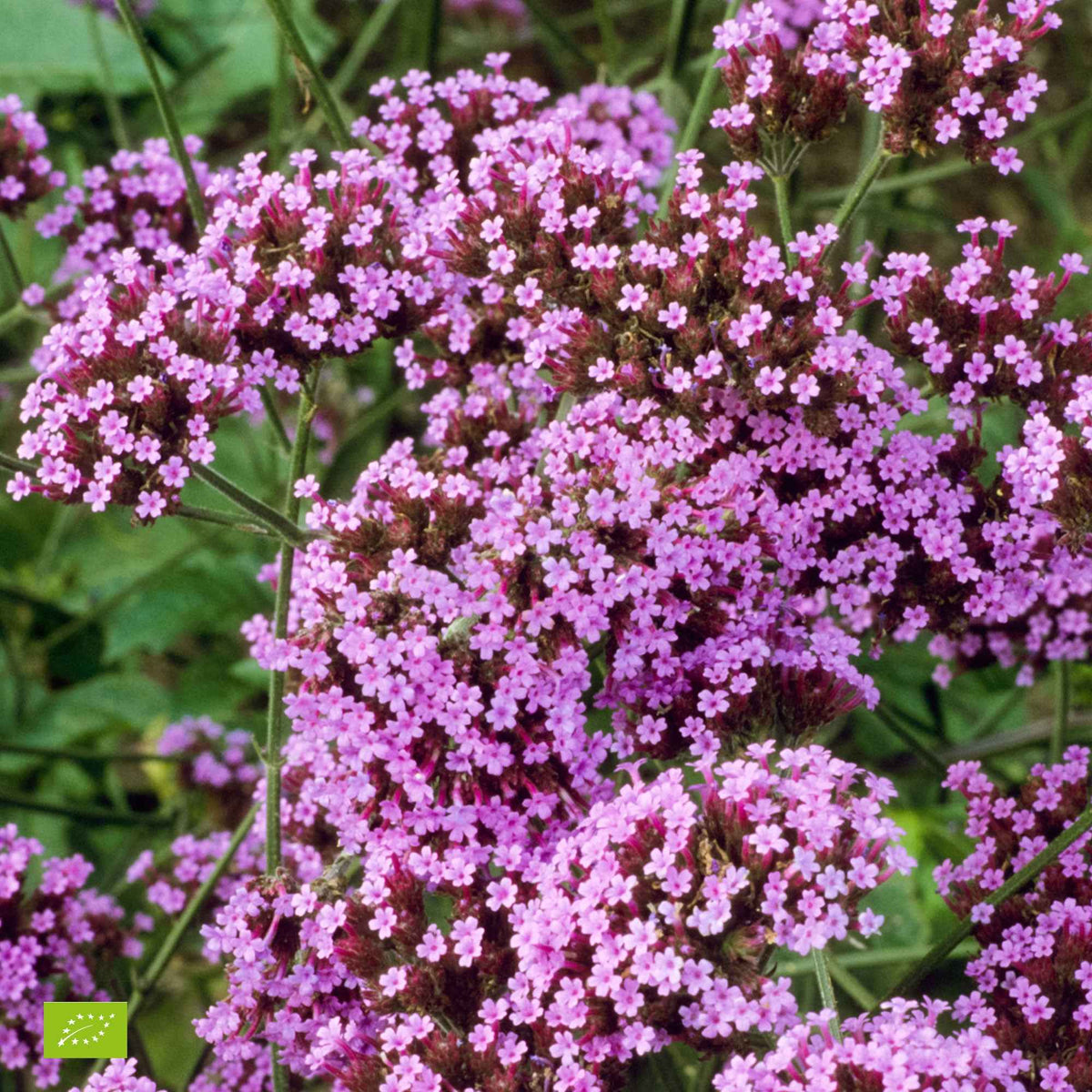 Verveine de Buenos Aires naine Lollipop - Verbena bonariensis Lollipop - Fleurs vivaces