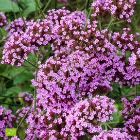 Verveine de Buenos Aires naine Lollipop - Verbena bonariensis Lollipop - Fleurs vivaces