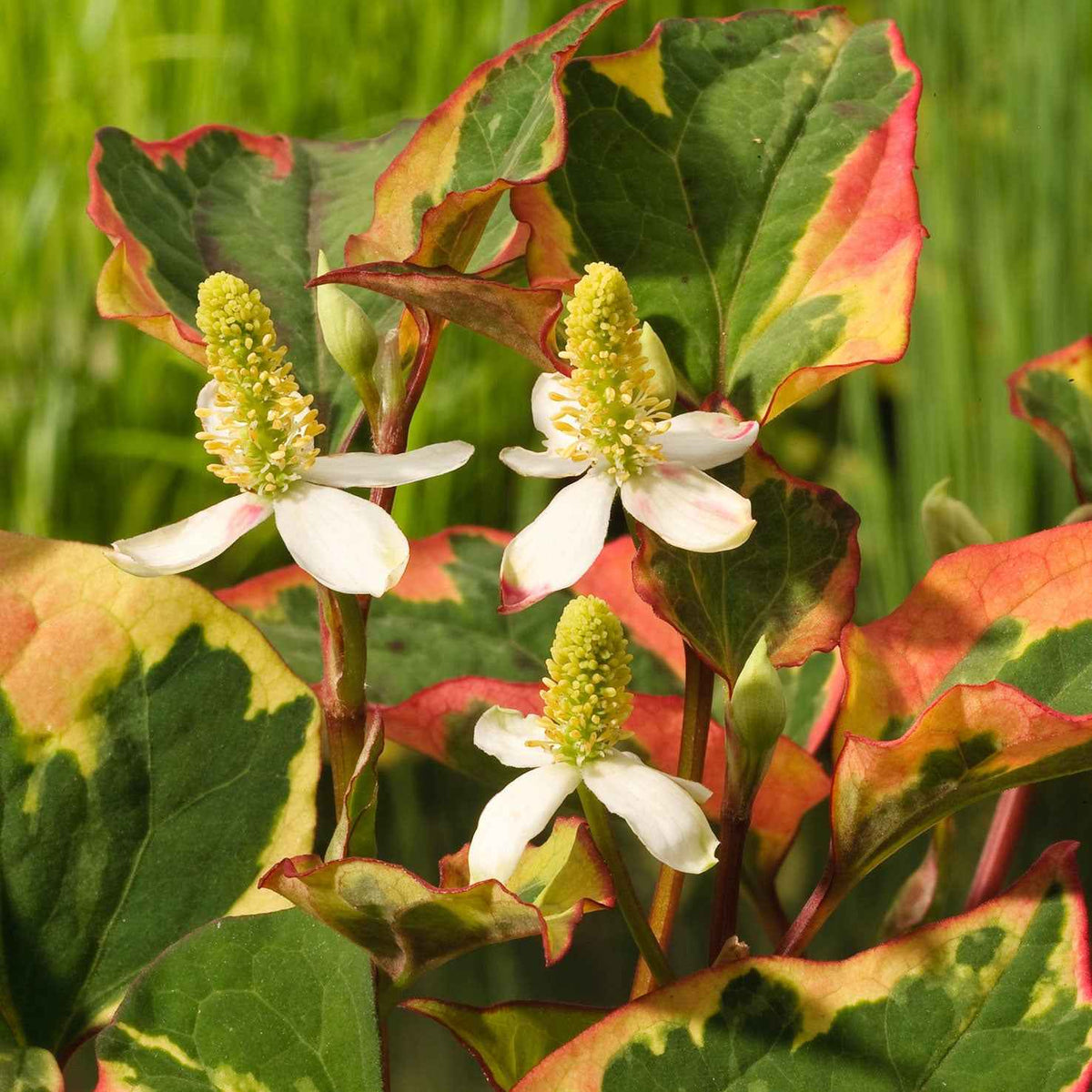 Houttuynia cordata Chameleon - Houttuynia cordata chameleon - Plantes