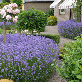 Lavande vraie Hidcote - Lavandula angustifolia 'hidcote' - Plantes